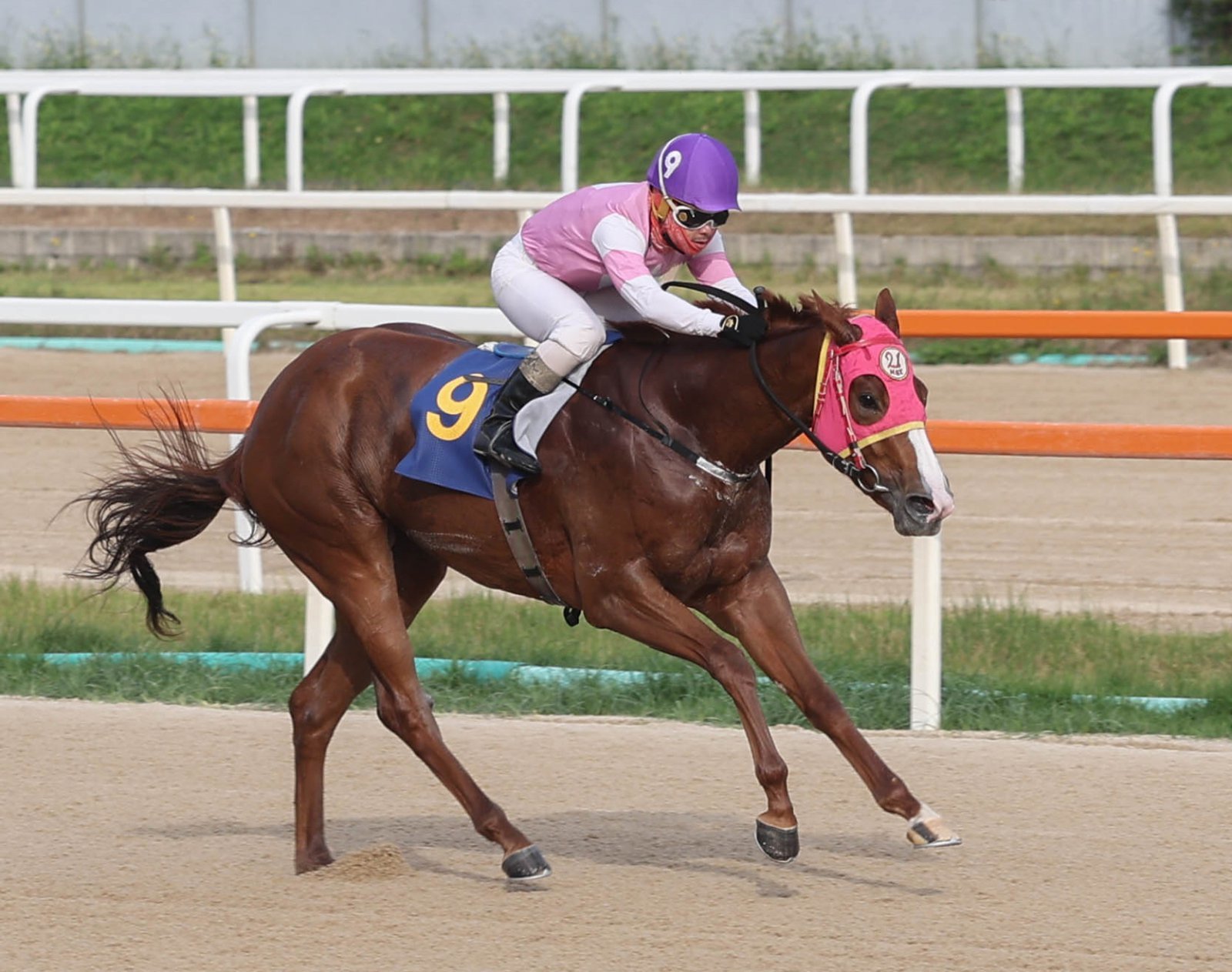 23일 열리는 브리더스컵 루키에서 가장 강력한 우승 후보로 꼽히는 치프스타와 최범현 기수. 사진제공 | 한국마사회