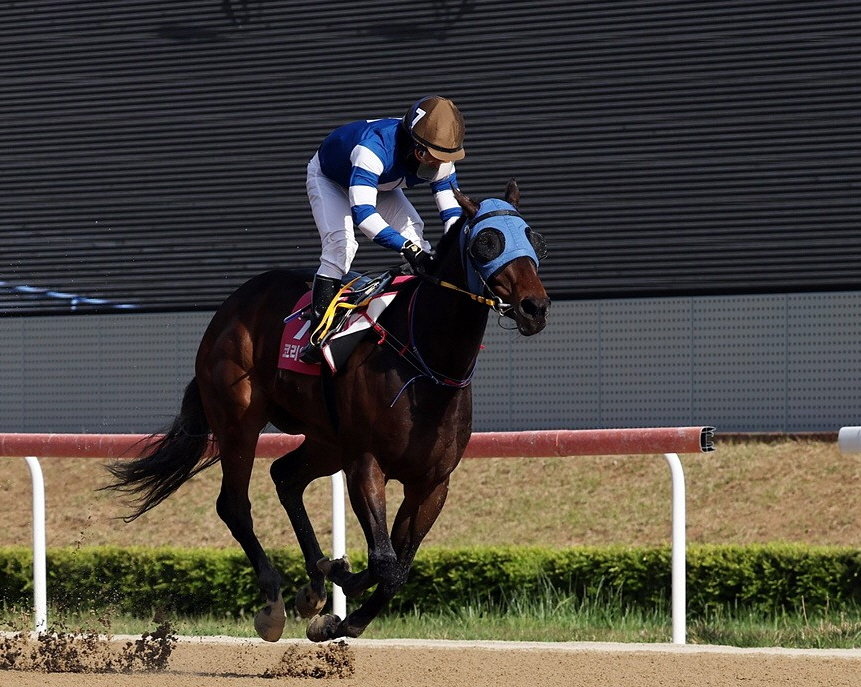 23일 열리는 브리더스컵 퀸에서 단독 선행이 예상되는 판타스틱밸류와 서승운 기수. 사진제공 | 한국마사회