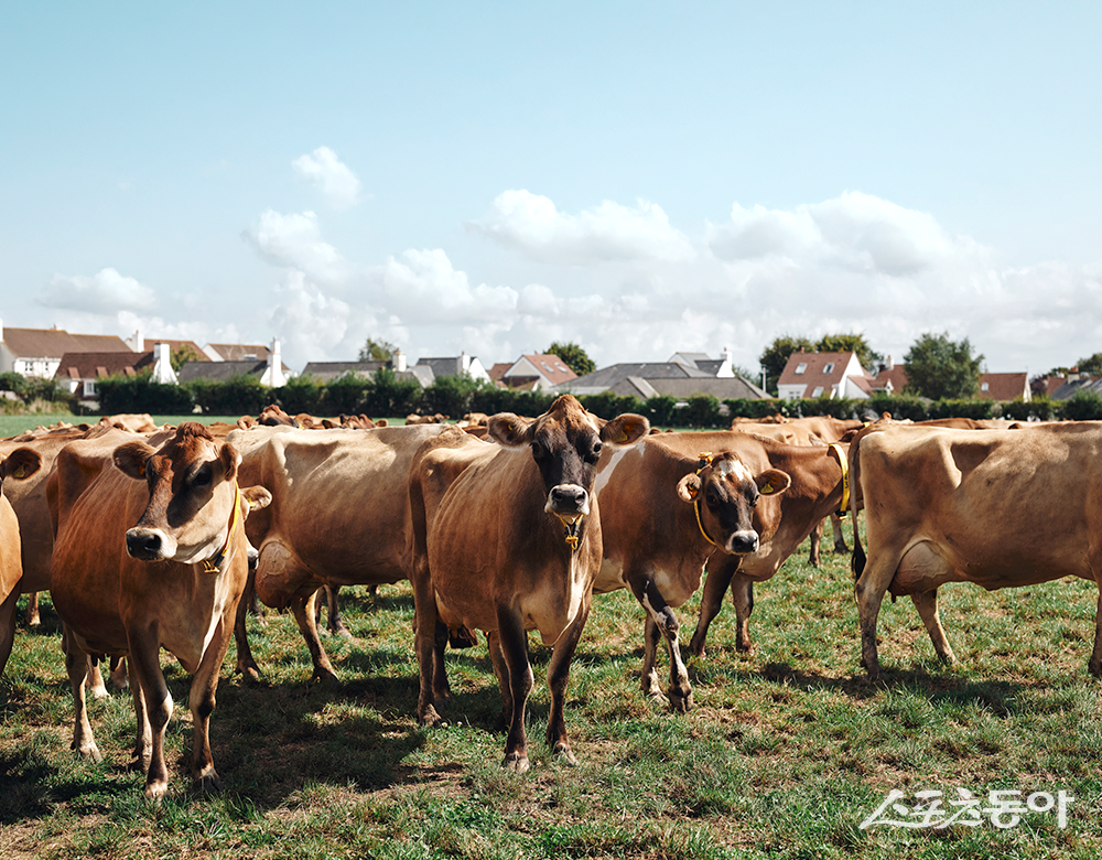 영국 왕실령인 저지섬에는 250여년간 이어져 온 순수 혈통의 저지소 약 3600마리가 자연 방목되고 있다. 사진제공 ㅣ지에스씨인터내셔날 제공