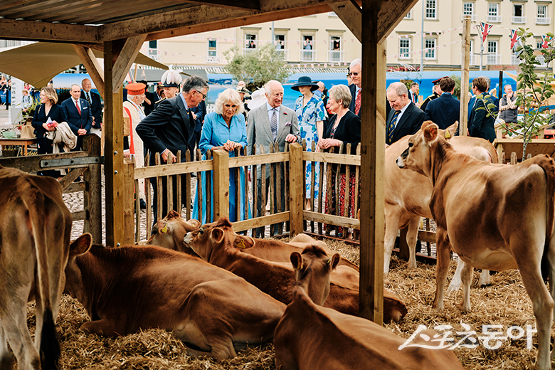 지난해 저지섬을 찾은 찰스 3세 국왕과 카밀라 왕비가 소의 양육 상태를 살펴보고 있다. 사진제공 ㅣ 지에스씨인터내셔날