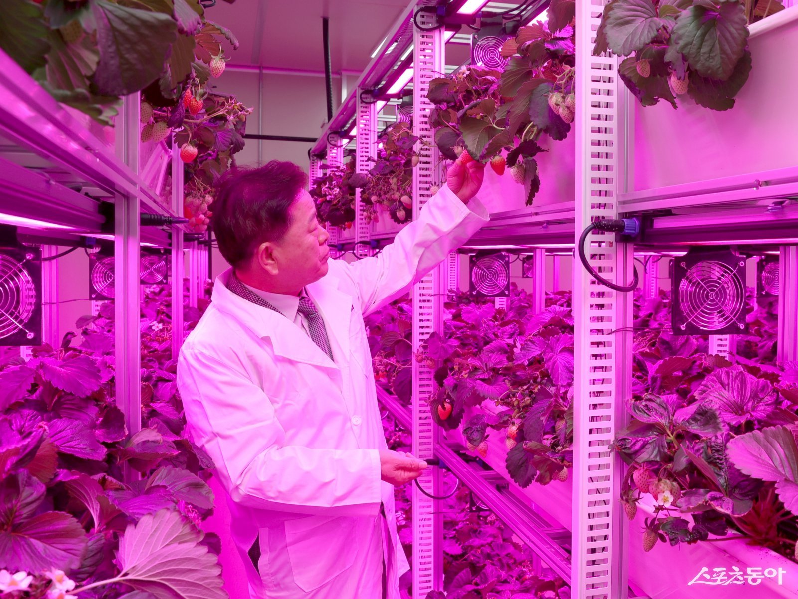박승원 광명시장이 지난 22일 광명동굴 근처 옛 업사이클아트센터(가학로85번길 142)에서 열린 ‘광명동굴 딸기 스마트팜’ 개소식에 참석해 스마트팜 재배시설을 둘러보고 있다. 사진제공|광명시