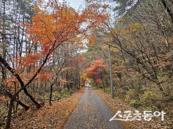 ‘백천명품마을 단풍축제’는 마을을 따라 이어지는 단풍길이 장관을 이룬다. 사진제공 ㅣ 봉화군