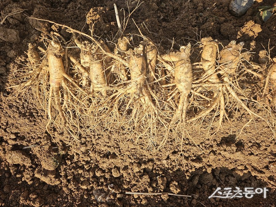 강화군, 제철 맞은 6년근 강화고려인삼 효능 주목(1)