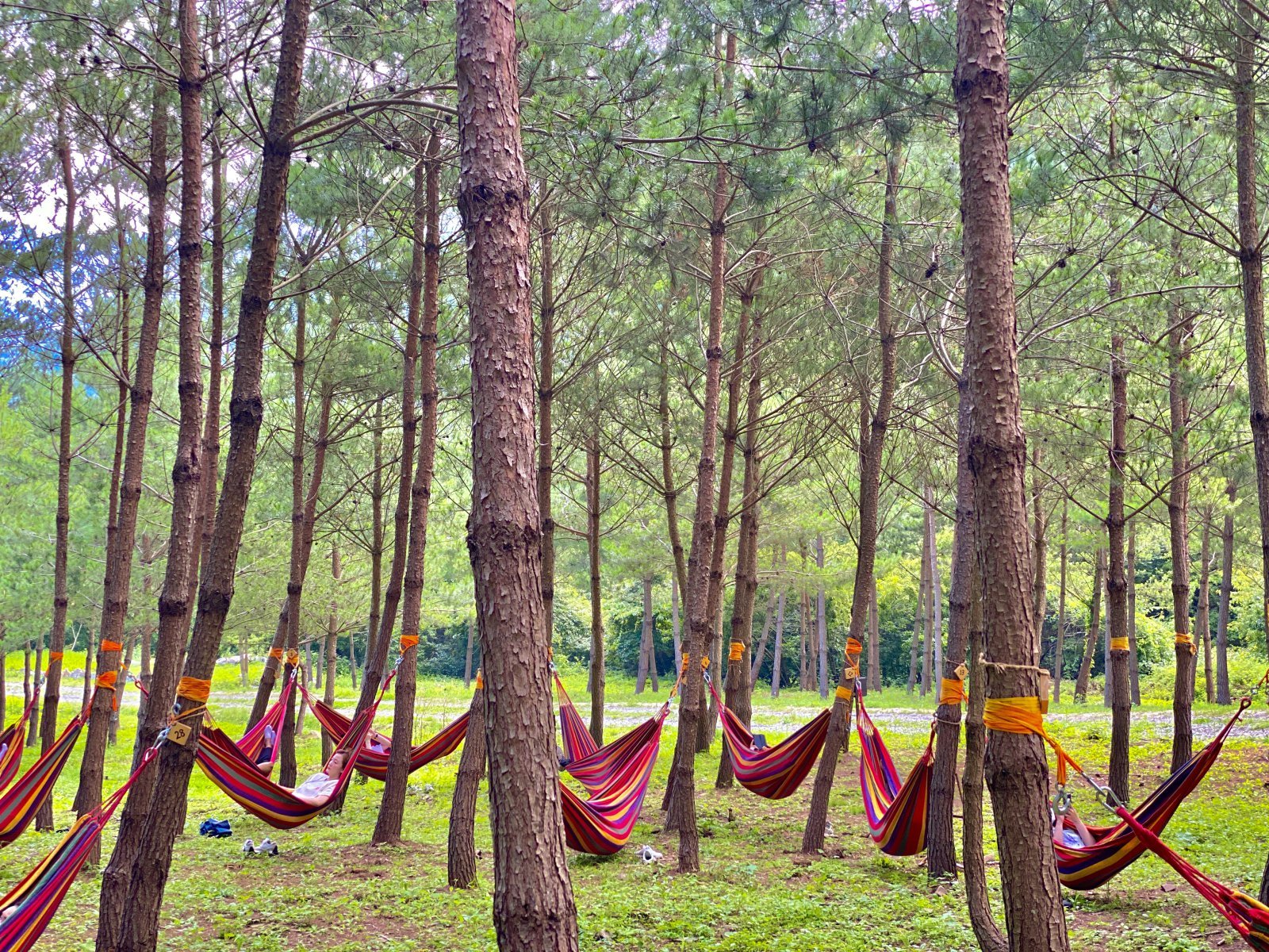 하이힐링원 어울林 해먹테라피