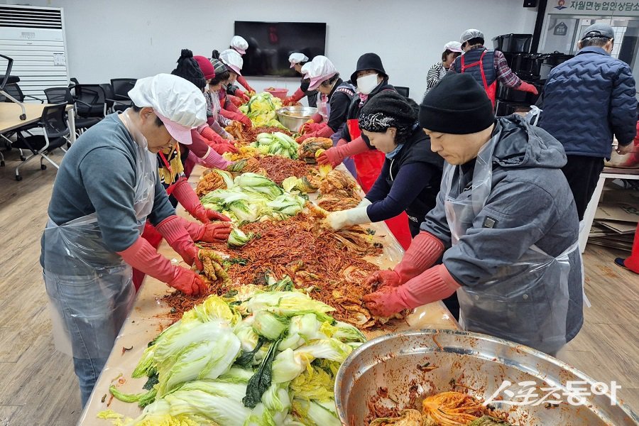 옹진군 자월면, 사랑의 김장 담그기 행사를 진행했다. 사진제공|옹진군청