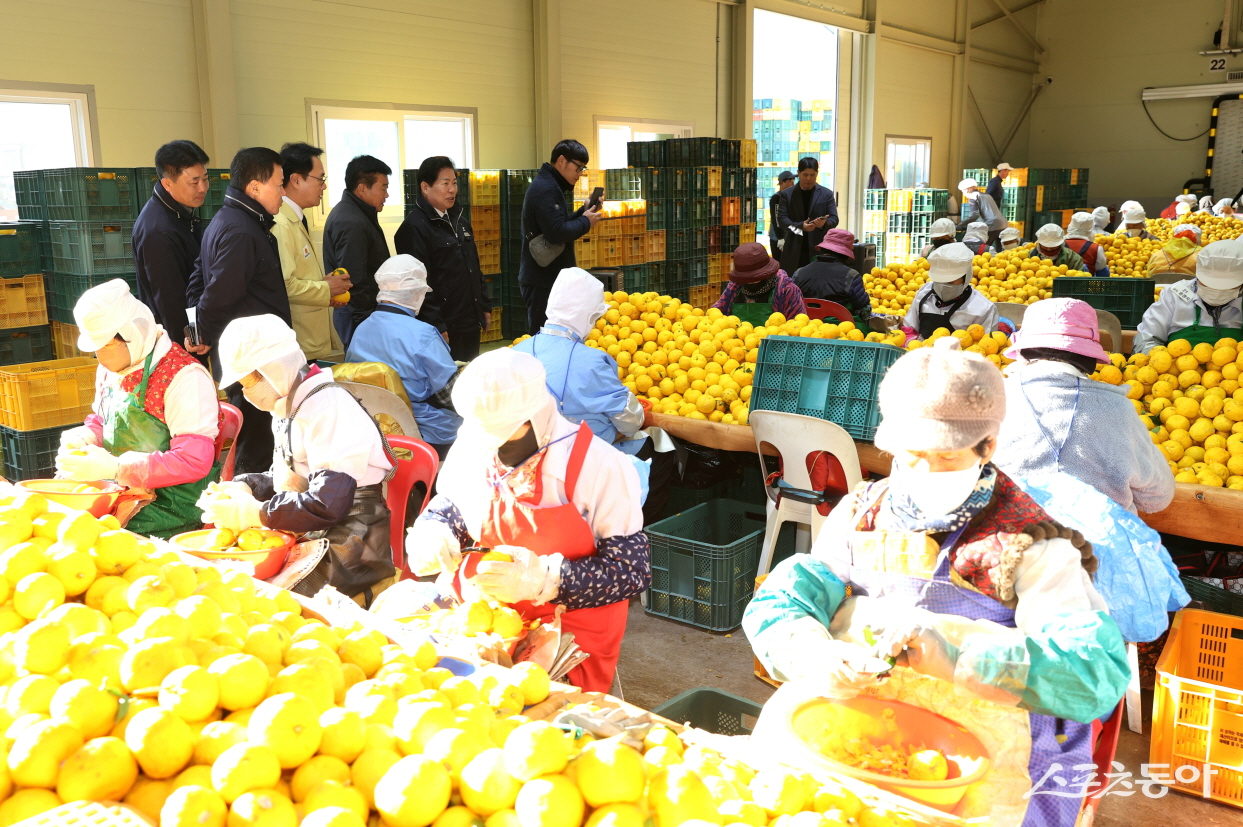 고흥군의 2025년산 유자 수매가격이 당초 예상보다 20~40% 높은 수준에서 형성되며 농가 소득 안정에 기여하고 있다. 사진제공=고흥군