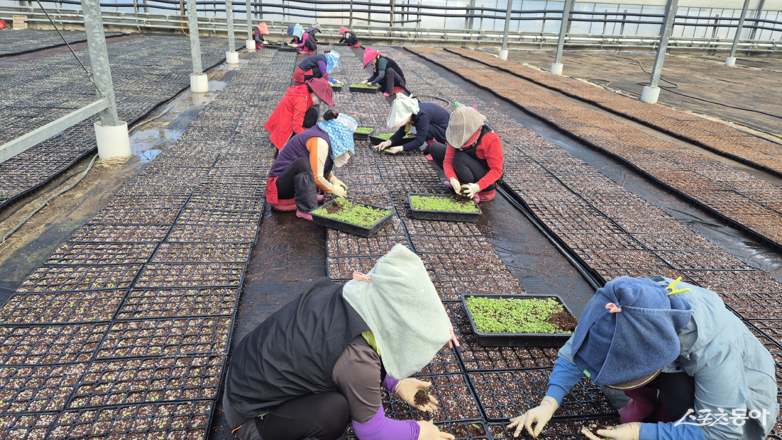 광양시는 지난 10월 말 파종을 시작했으며, 32공 및 16공 연결포트로 이식 작업을 진행하고 있다. 사진제공=광양시