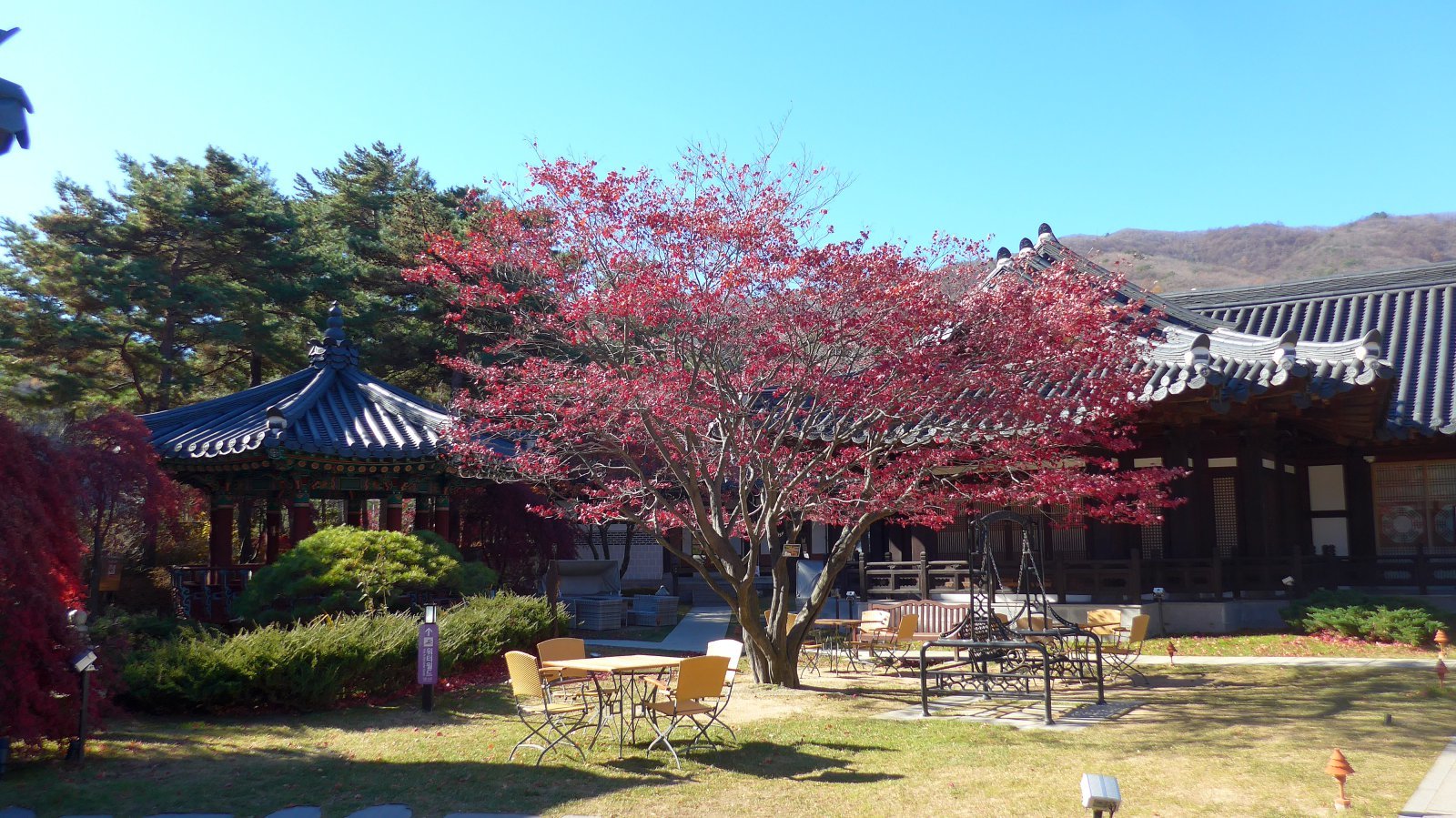 운암정에 들어서면 가장 먼저 눈에 들어오는 단풍나무의 자태에 탄성이 나오게 된다