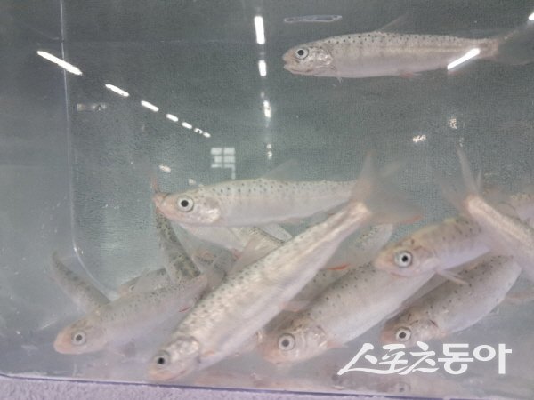 경상북도 민물고기연구센터가 봉화 백천계곡에 방류한 열목어. 사진제공 ㅣ 경북도