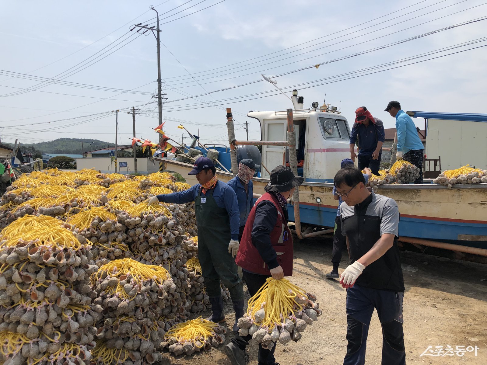 주꾸미 산란장인 피뿔고둥을 배에 옮겨 싣고 있다. 사진제공=고창군