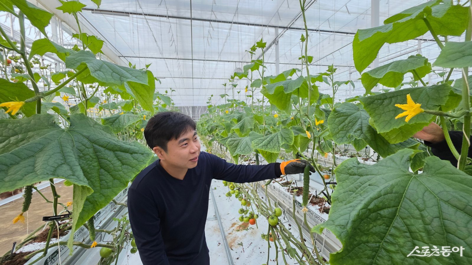 장수군 장수읍 두산리에 위치한 조인준 청년 농업인이 지역특화 임대형 스마트팜에서 재배한 ‘오이’ 첫 출하에 성공했다. 사진제공=장수군