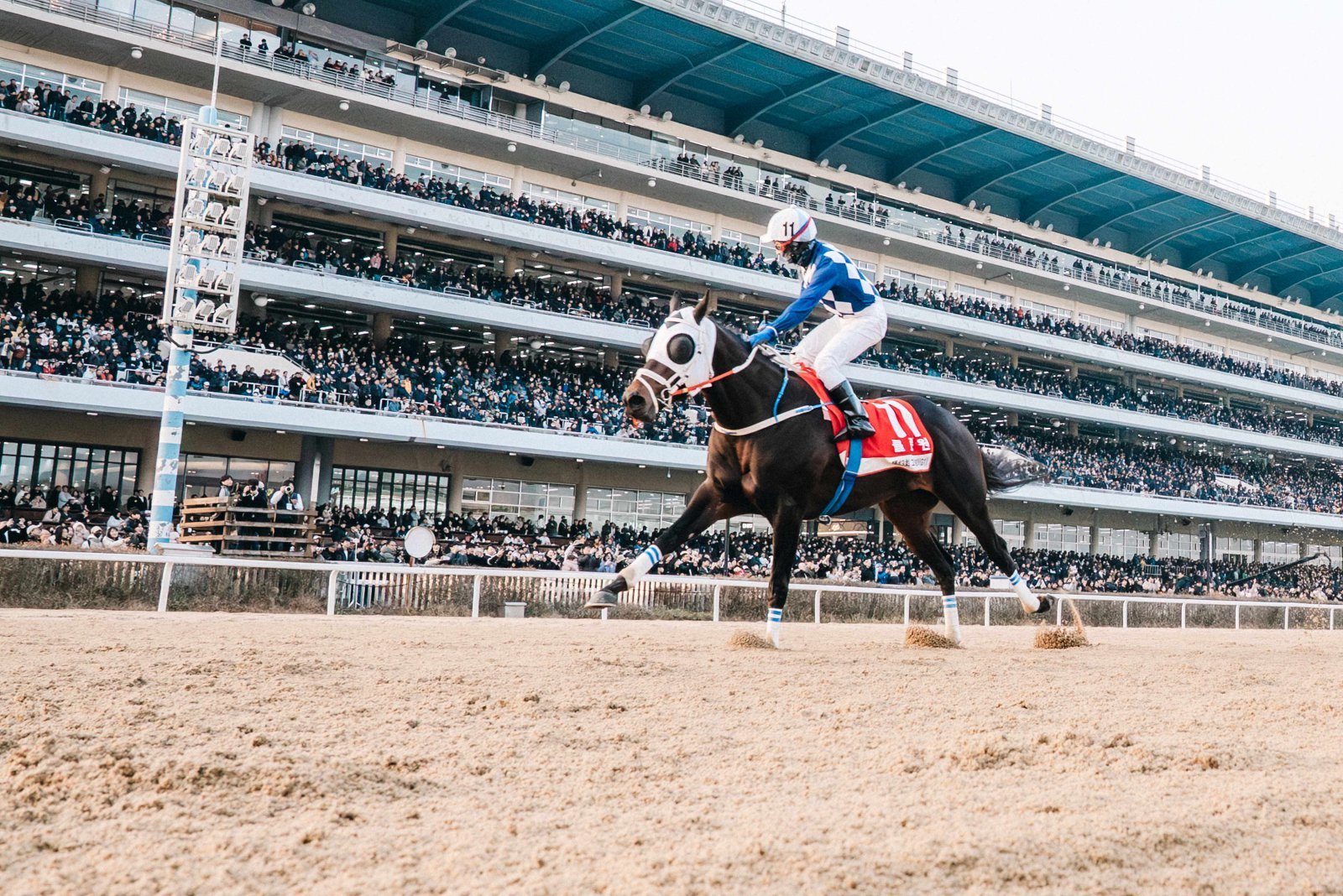 다실바 기수와 호흡을 맞춘 3세마 클린원이 11월 30일 열린 제43회 그랑프리에서 압도적인 기량을 과시하며 결승선을 가장 먼저 통과하고 있다. 사진제공  |  한국마사회