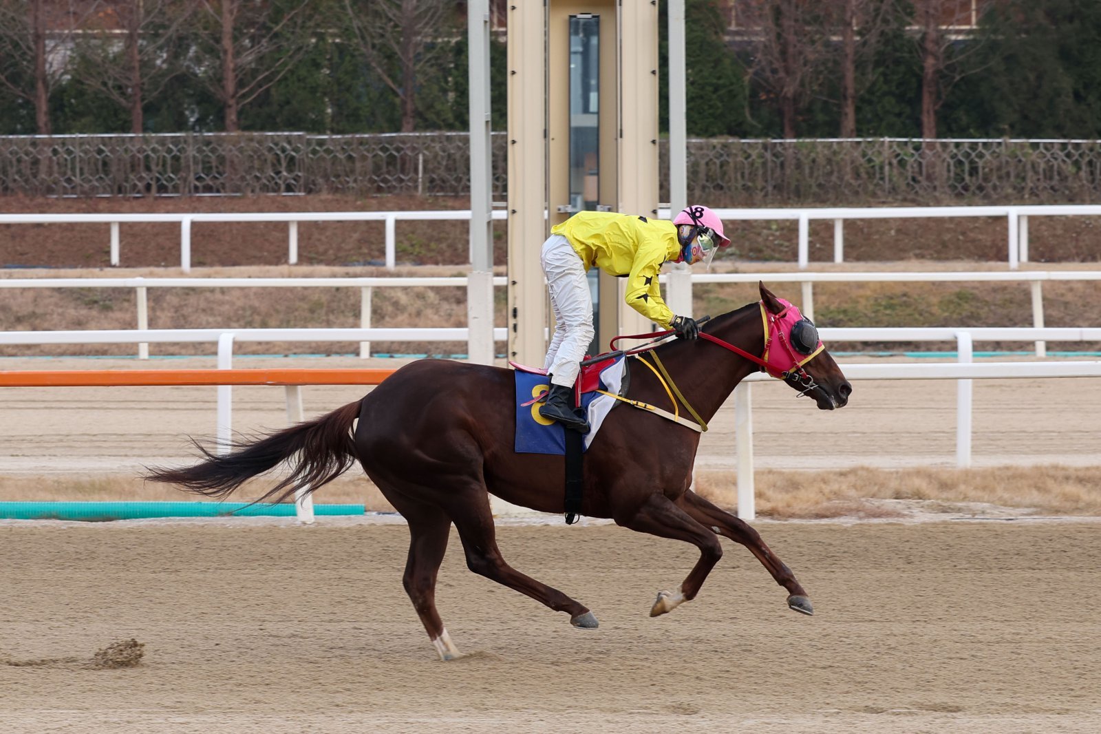 제1회 KRA 스프린트@서울에서 우승을 차지한 매직포션과 장추열 기수.