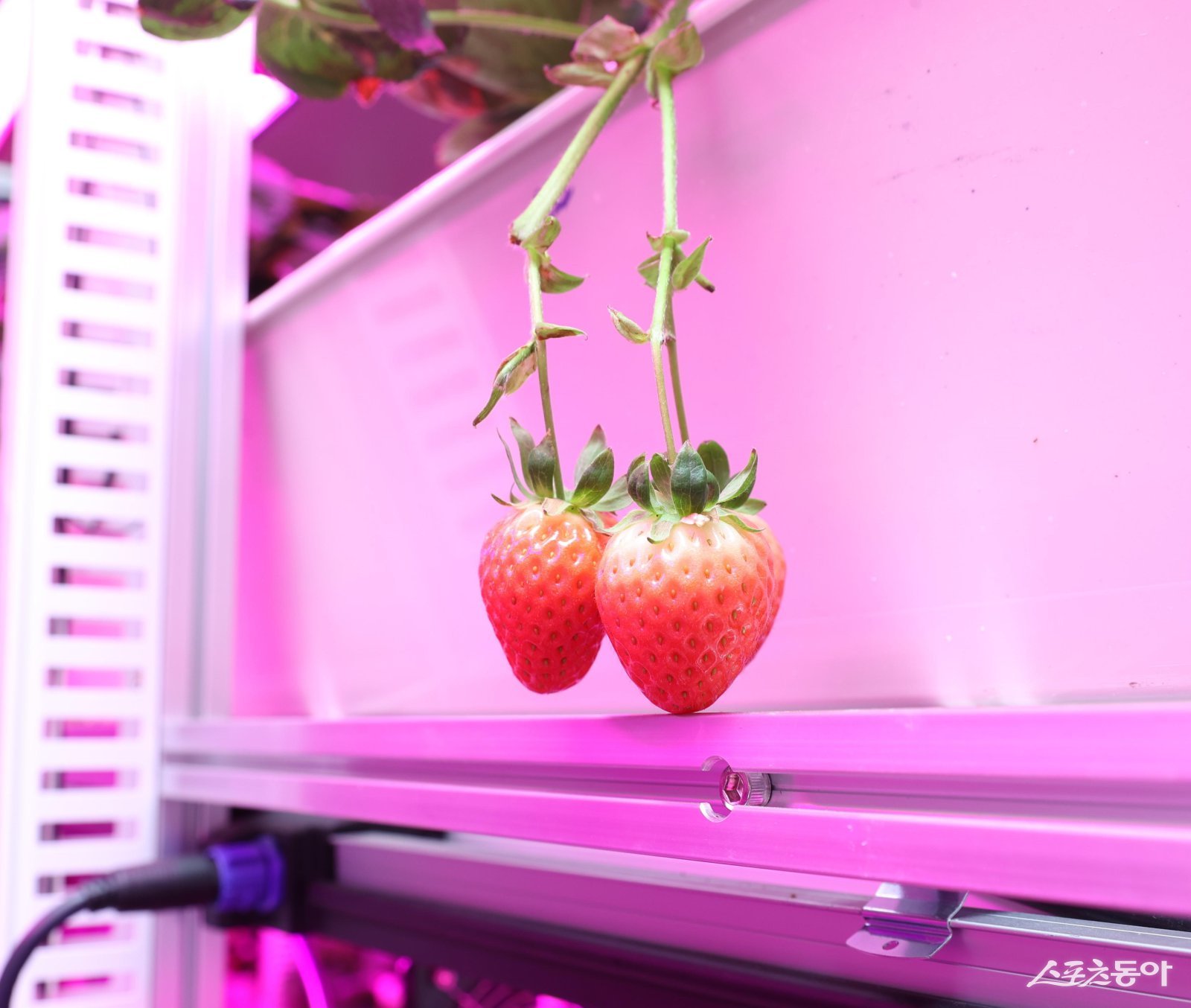 ‘광명동굴 딸기 스마트팜’ 재배시설에서 생산 중인 딸기 모습. 사진제공|광명시