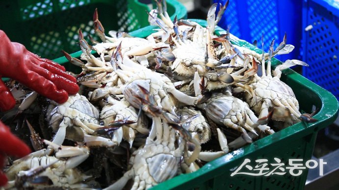 진도군이 해양수산부에서 주관한 ‘수산자원조성사업-산란, 서식장 조성’ 공모사업에 최종 선정됐다. 사진제공=진도군