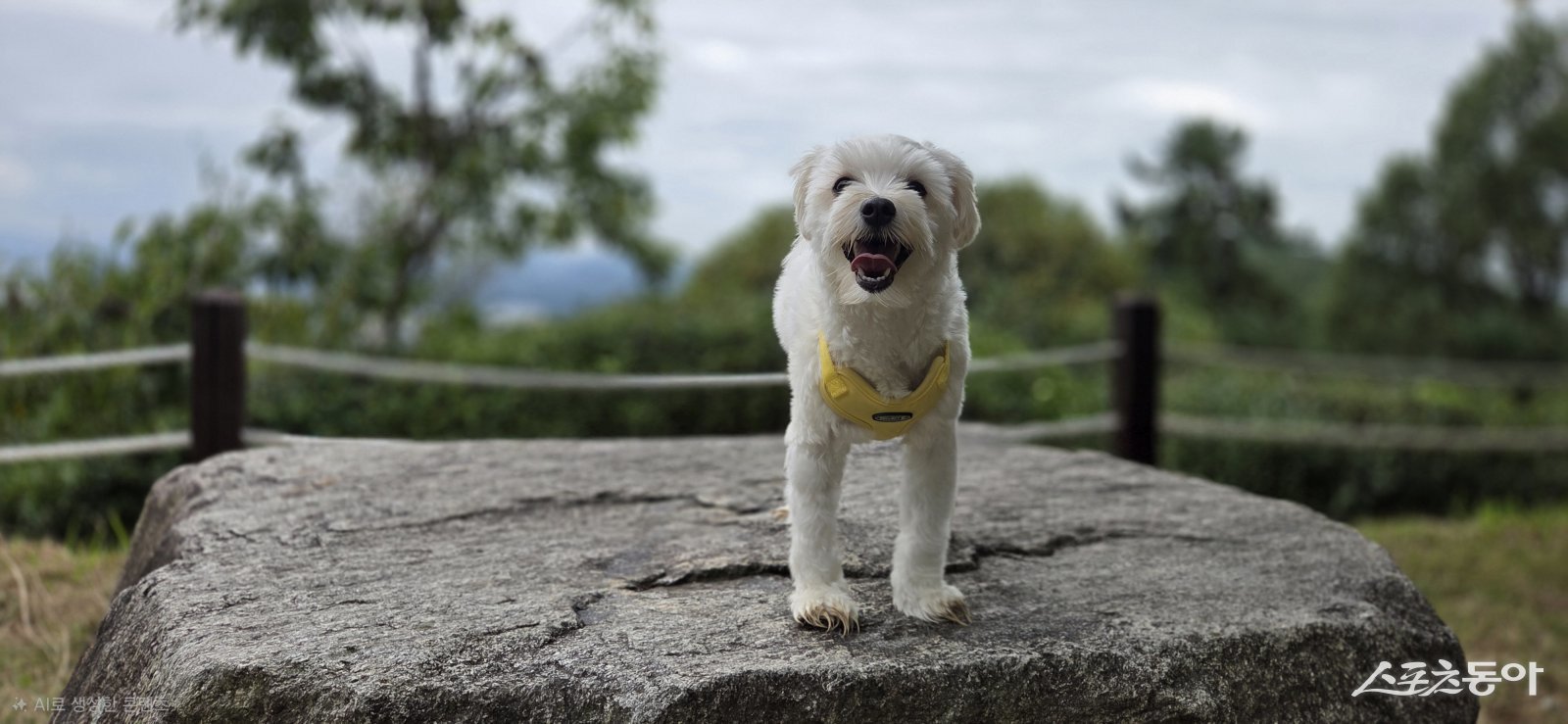 순천시가 내년부터 반려여행·반려친화 관광프로그램을 ‘댕댕순천’이라는 브랜드로 통합하며, 반려여행 특화도시로 한 단계 도약하고 있다. 독자제공