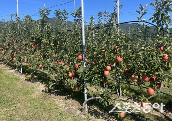 포항시 북구 기북면 사과농가. 사진제공ㅣ포항시