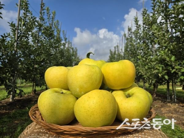 군위군 골든볼 사과. 사진제공ㅣ군위군