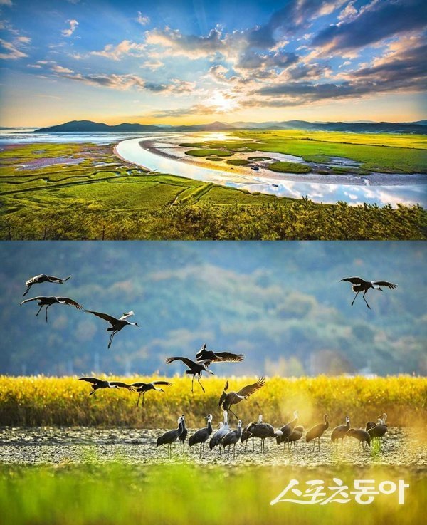 용산전망대에서 바라본 순천만습지.  사진제공=순천시