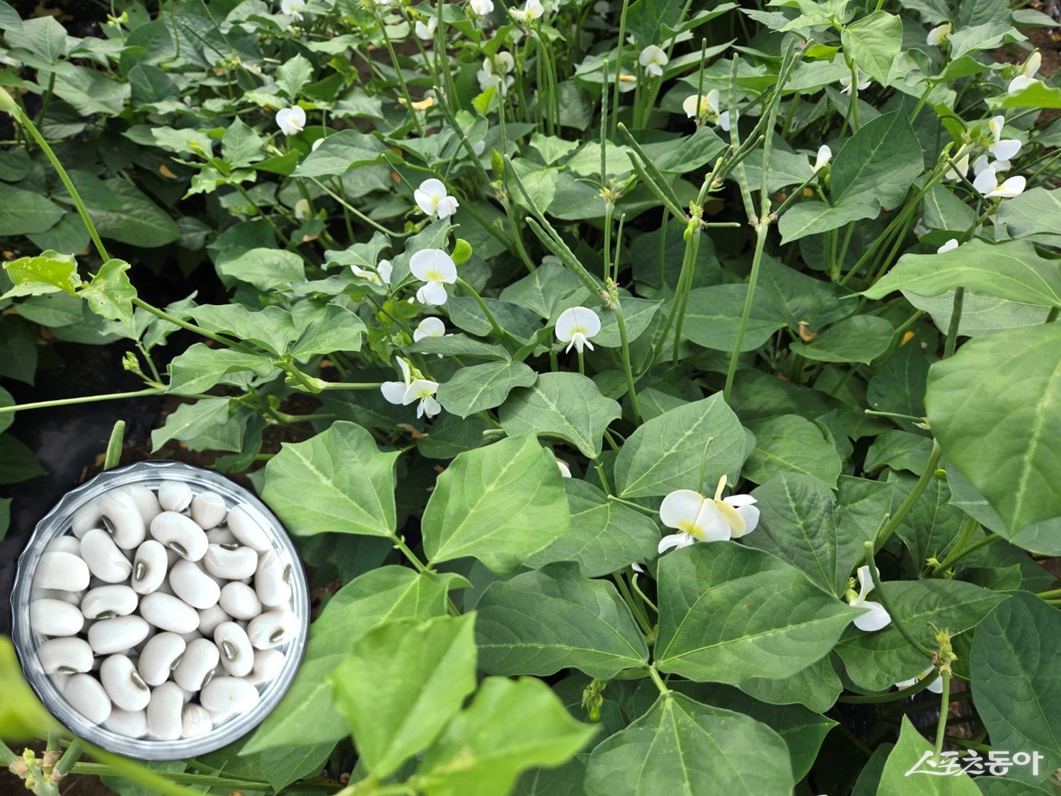 흰색 동부 신품종 ‘미당’. 사진제공=전남도