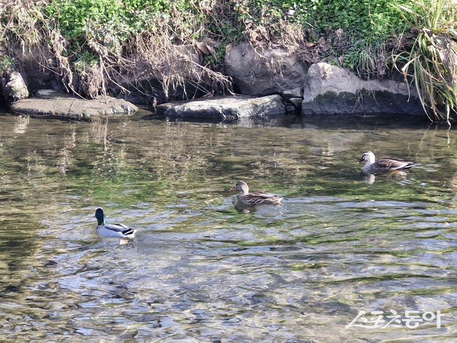 인천 연수구, 승기천 수질이 2023년 2월 3등급에서 1등급으로 대폭 개선됐다. 사진제공｜인천 연수구청