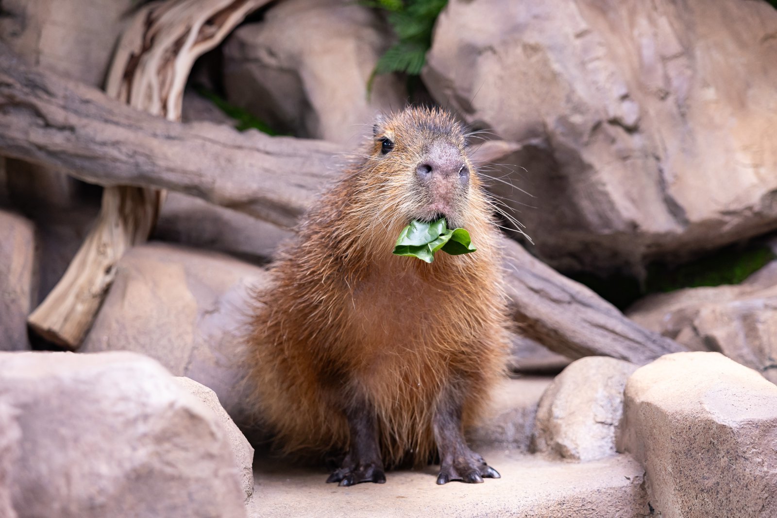 ‘커다란 덩치만큼, 거대한 귀여움’. 카피바라가 먹이를 먹고 있다.      롯데월드 제공