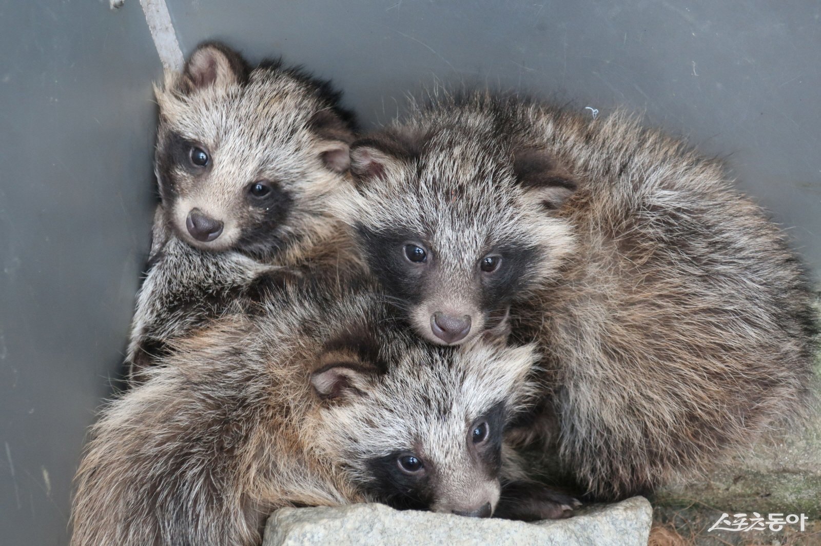 너구리. 사진제공=광주광역시