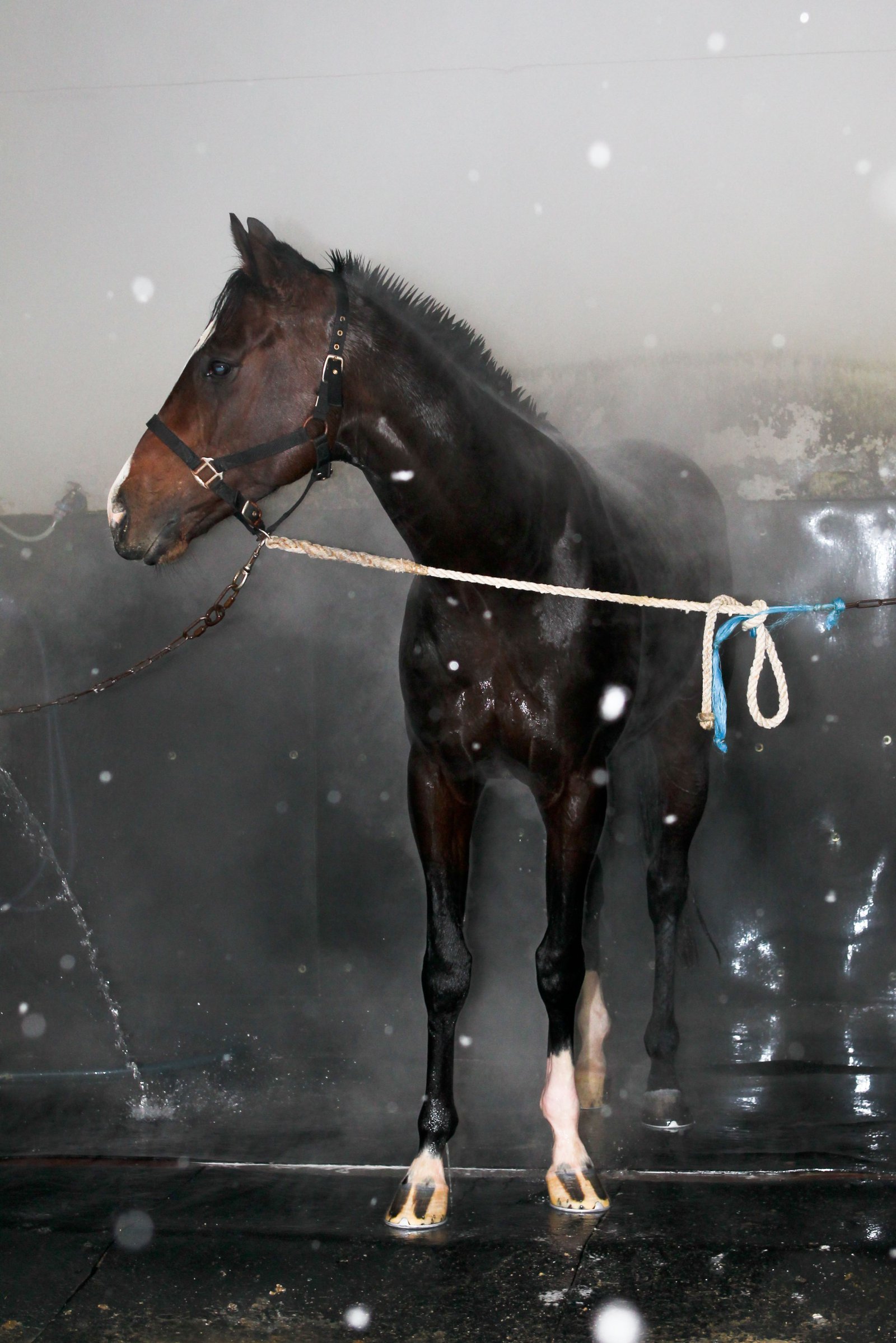 눈을 맞으며 온수 샤워를 하고 있는 경주마. 사진제공 | 한국마사회