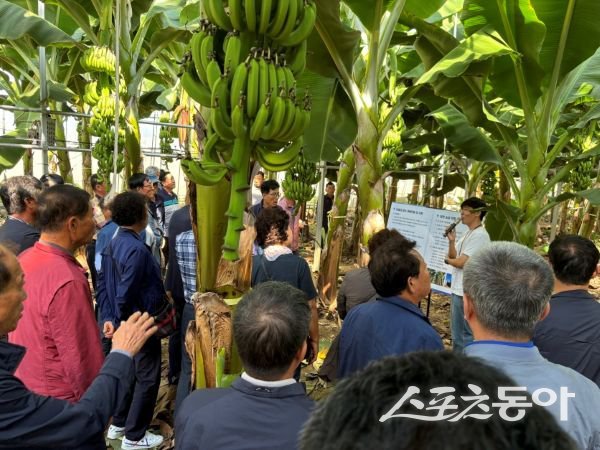 지난 2024년 포항 아열대 농업 기술을 벤치마킹하기 위해 타지자체 농업인 단체가 포항 바나나 농장을 견학하고 있는 모습. 사진제공ㅣ포항시