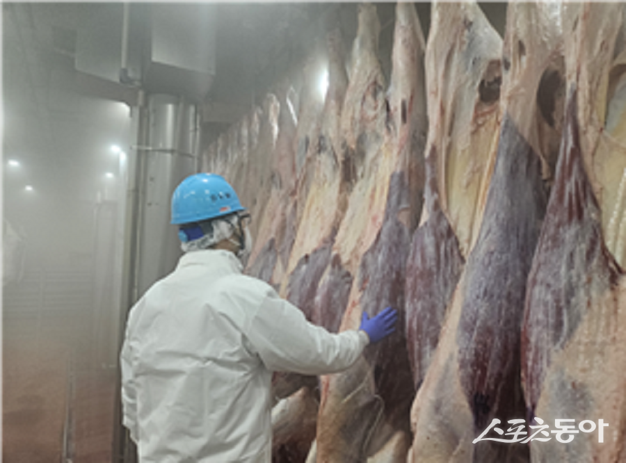 인천광역시 보건환경연구원이 설 명절을 앞두고 축산물 소비 증가에 대비해 도축장을 조기 개장하는 등 안정적인 공급 대책을 마련했다(도축장). 사진제공|인천시