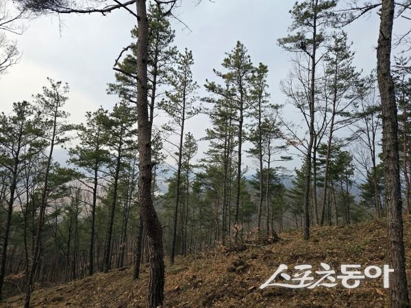 안동시 소나무림 솎아베기. 사진제공ㅣ안동시
