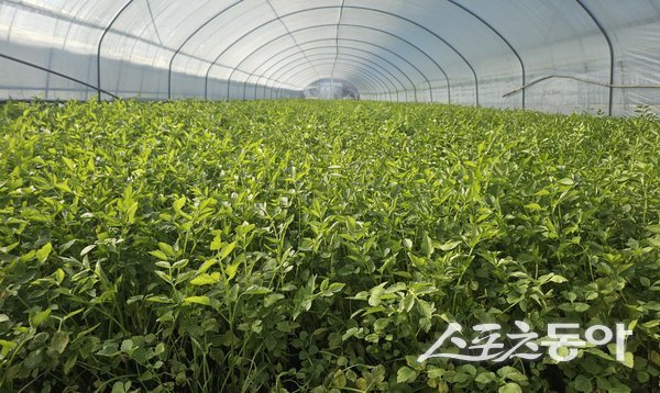 대구 동구가 팔공산 자락에서 재배한 친환경 미나리. 사진제공ㅣ대구 동구