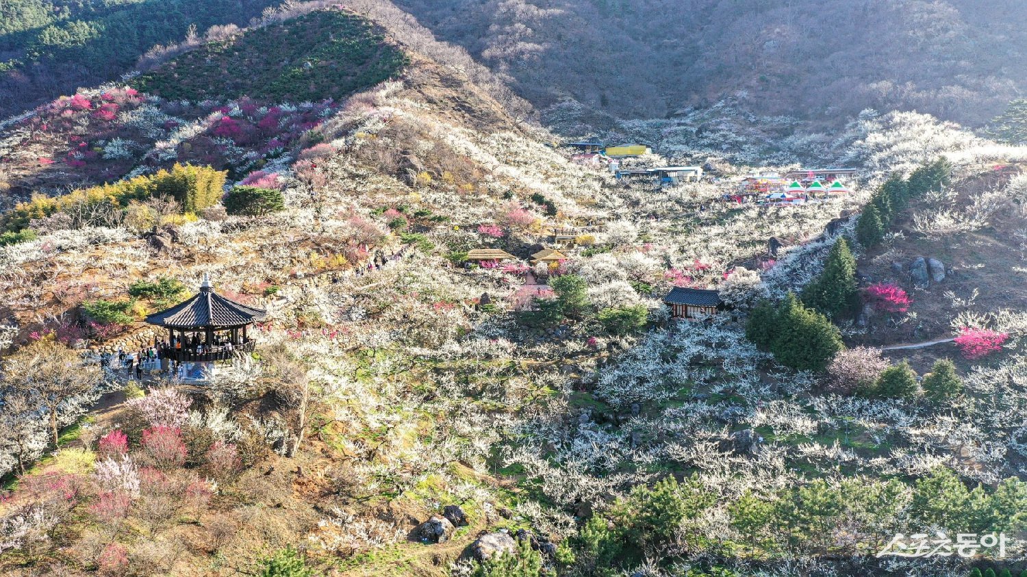 광양매화축제가 2026년 전라남도 대표축제로 선정되며 대한민국을 대표하는 봄 축제로서의 위상을 다시 한번 입증했다.  사진제공=광양시