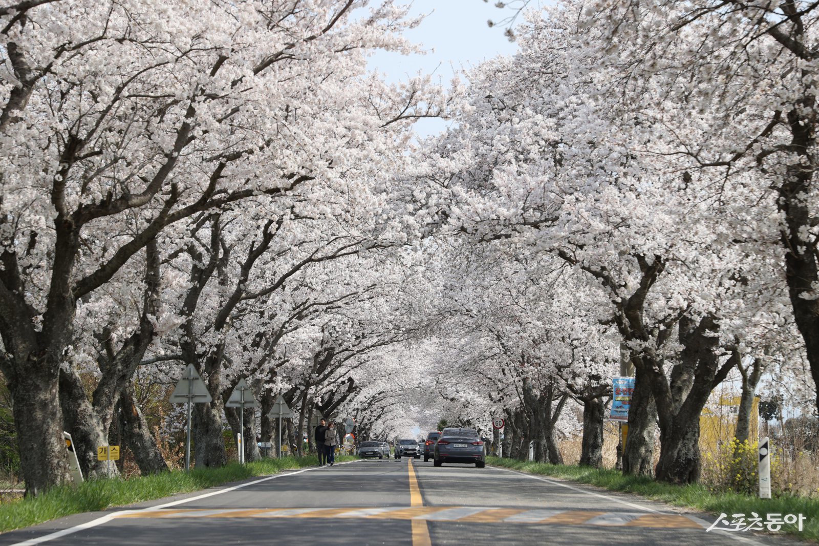 영암군 군서면 벚꽃길. 사진제공=영암군