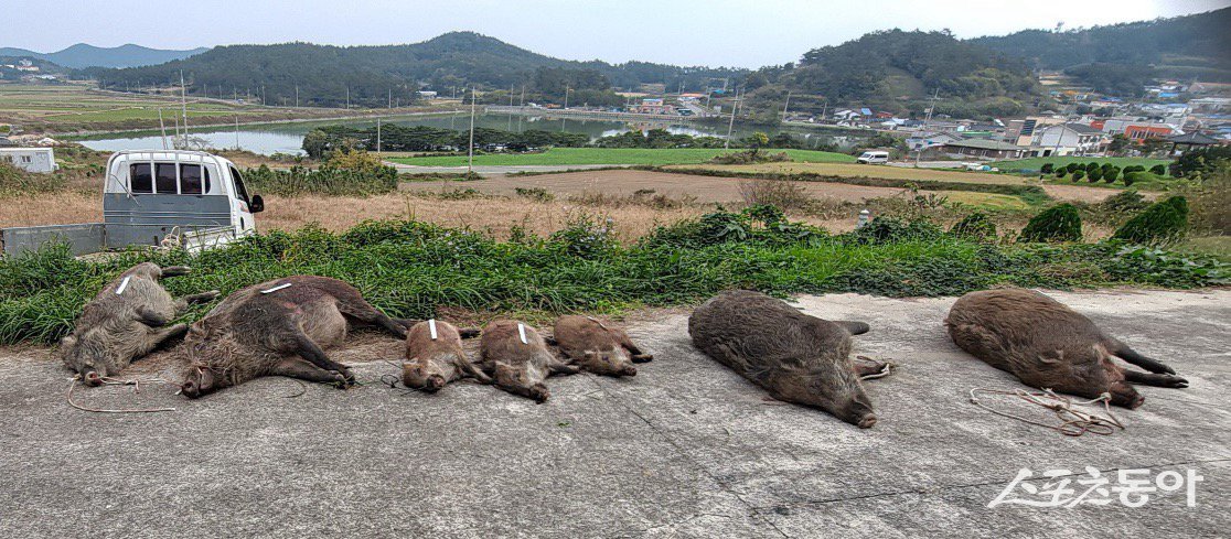 야생 멧돼지 등의 민가 출몰로 인한 피해를 예방하기 위해 ‘유해야생동물 피해방지단’ 32명 선발 후 연중 운영. 사진제공=진도군