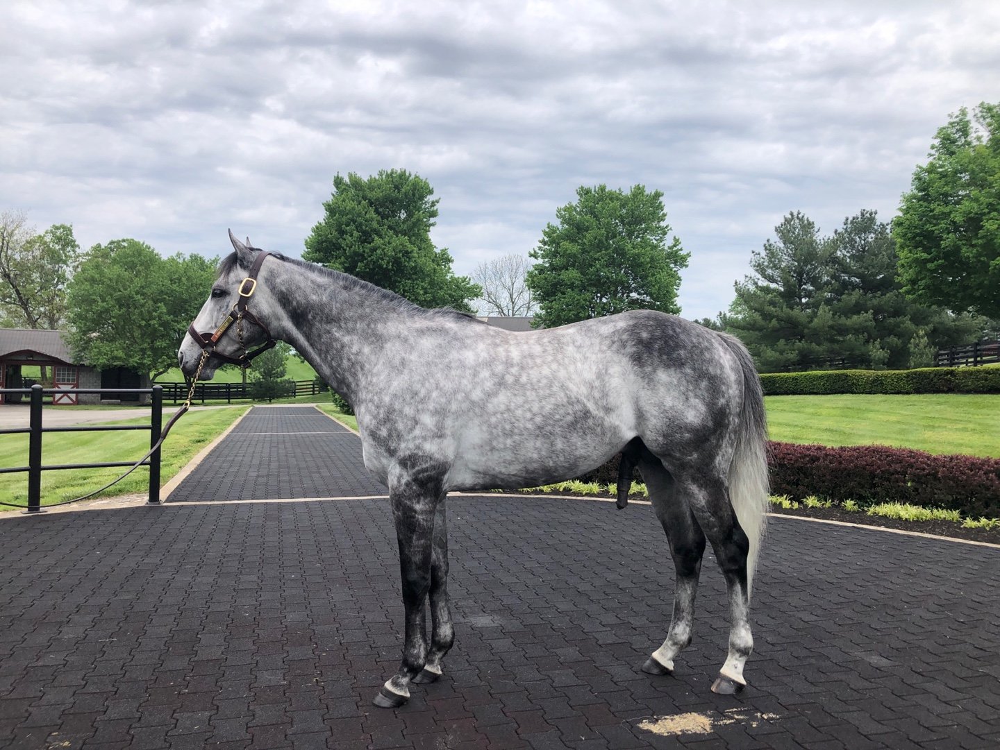 ‘제2의 메니피’로 기대받고 있는 닉스고. 경주마 유전능력 평가기술인 케이닉스 시스템에 의해 선발된 닉스고가 국내에서 씨수말로 활약하게 됨에 따라 경마 시장 전반에 긍정적 영향을 미칠 것으로 기대되고  있다. 사진제공 | 한국마사회