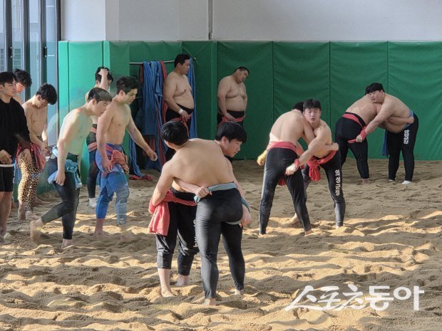 의성군씨름훈련장과 의성학생씨름장에서 국내 씨름단 선수들이 동계훈련을 하고 있는 모습. 사진제공ㅣ의성군