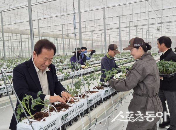 박현국 봉화군수가 임대형 스마트팜 B동에서 서양계 토마토 품종인 ‘데프니스(Dafnis)’ 2만6,000주를 처음으로 정식하고 있다. 사진제공 ㅣ 봉화군