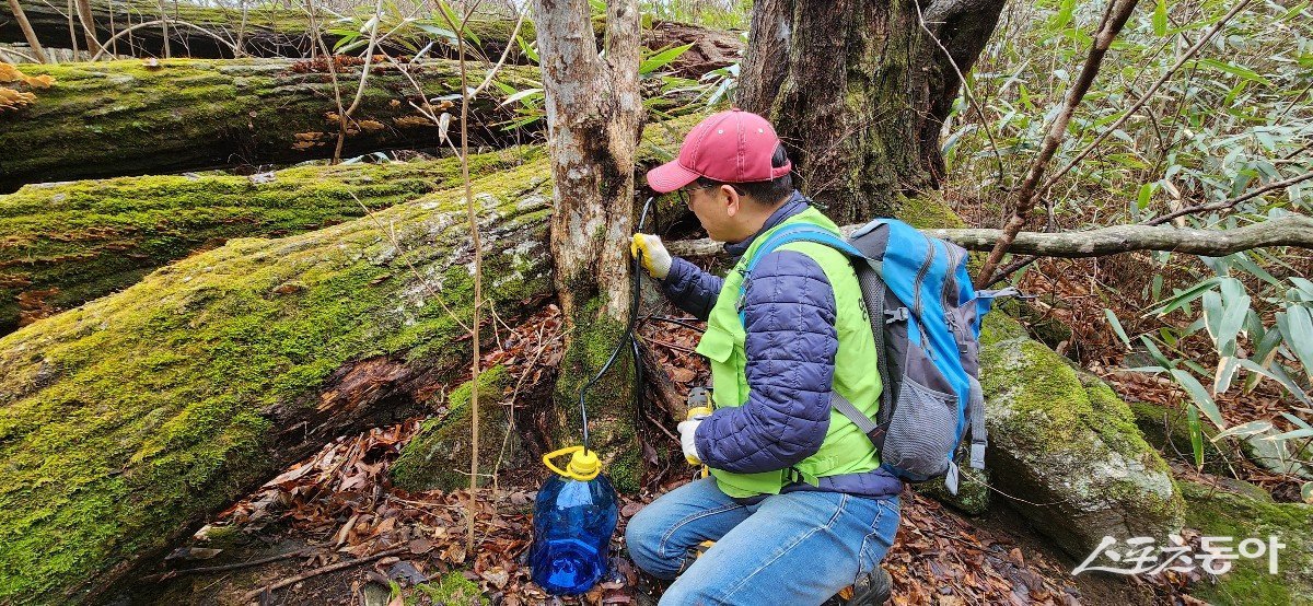 전라남도는 광양 백운산, 구례 지리산 등을 중심으로 9개 시군 505임가에서 고로쇠 수액 채취 작업을 시작한다고 23일 밝혔다. 사진제공=전남도
