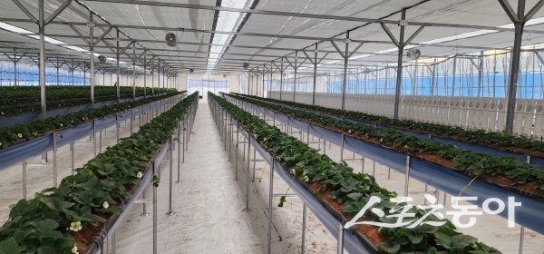 ‘청도형 스마트팜 조성사업’ 정광훈 딸기스마트팜. 사진제공 ㅣ 청도군