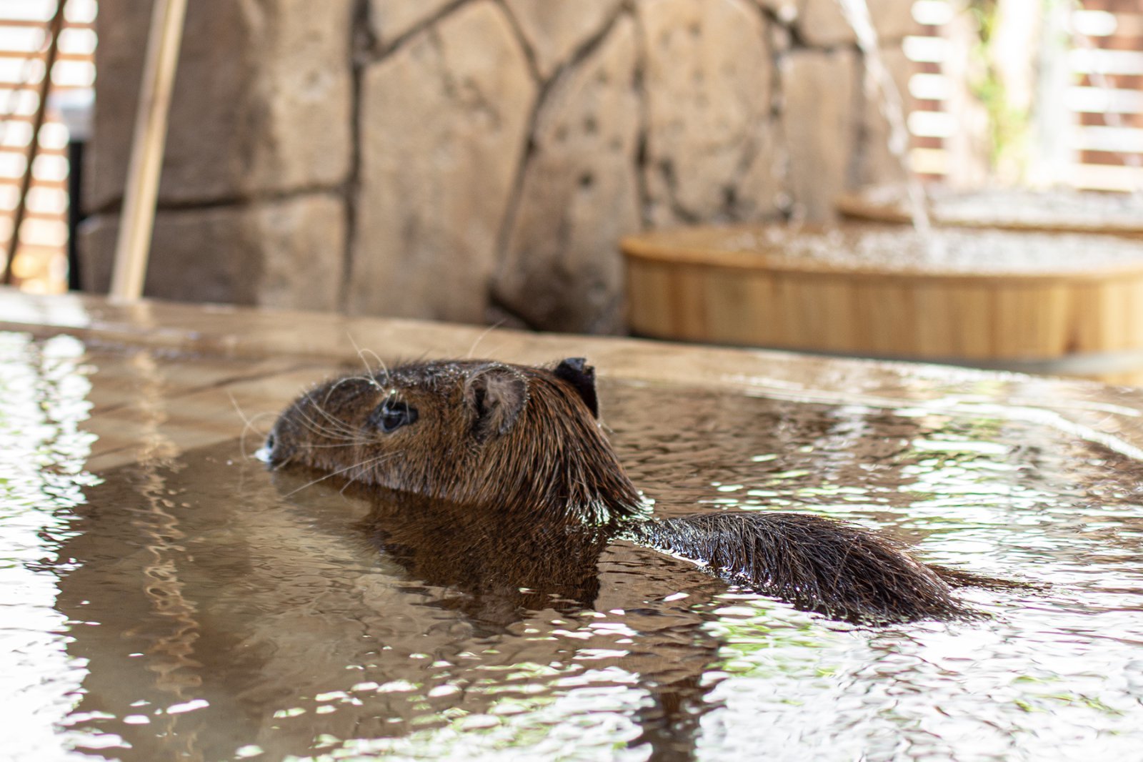 제주신화월드, 아이가 먼저 또 가자고 했다 - 뉴스 썸네일 이미지