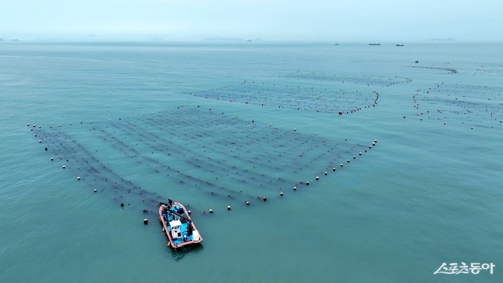 완도 다시마 양식장 전경. 사진 I 완도군