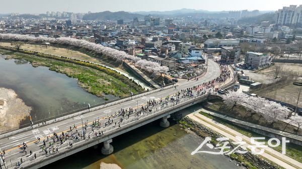 마라톤대회 참가자들이 벚꽃이 만개한 영주시가지를 달리고 있는 모습. 사진제공ㅣ영주시
