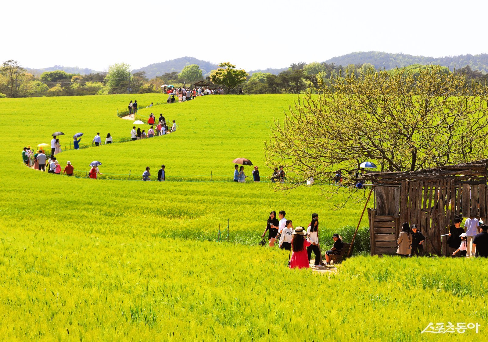 고창 청보리밭 축제. 사진제공=고창군