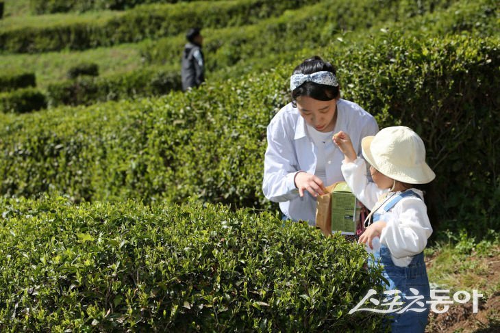 보성다향대축제에서 진행된 찻잎따기 체험. 사진제공|보성군