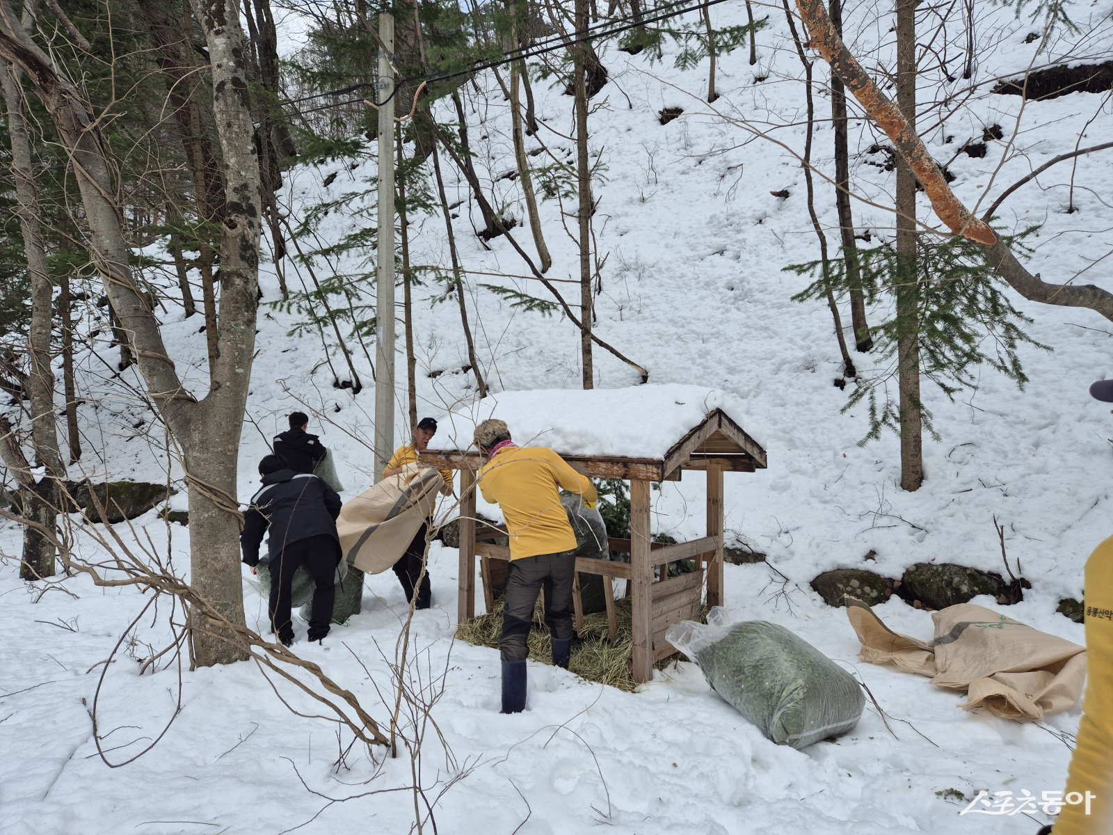 산양 먹이주기. 삼척시 제공