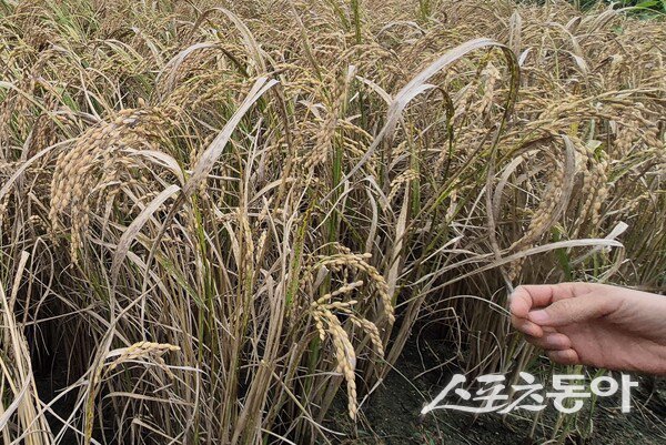 깨씨무늬병 피해를 입은 벼. 사진제공 I 영암군