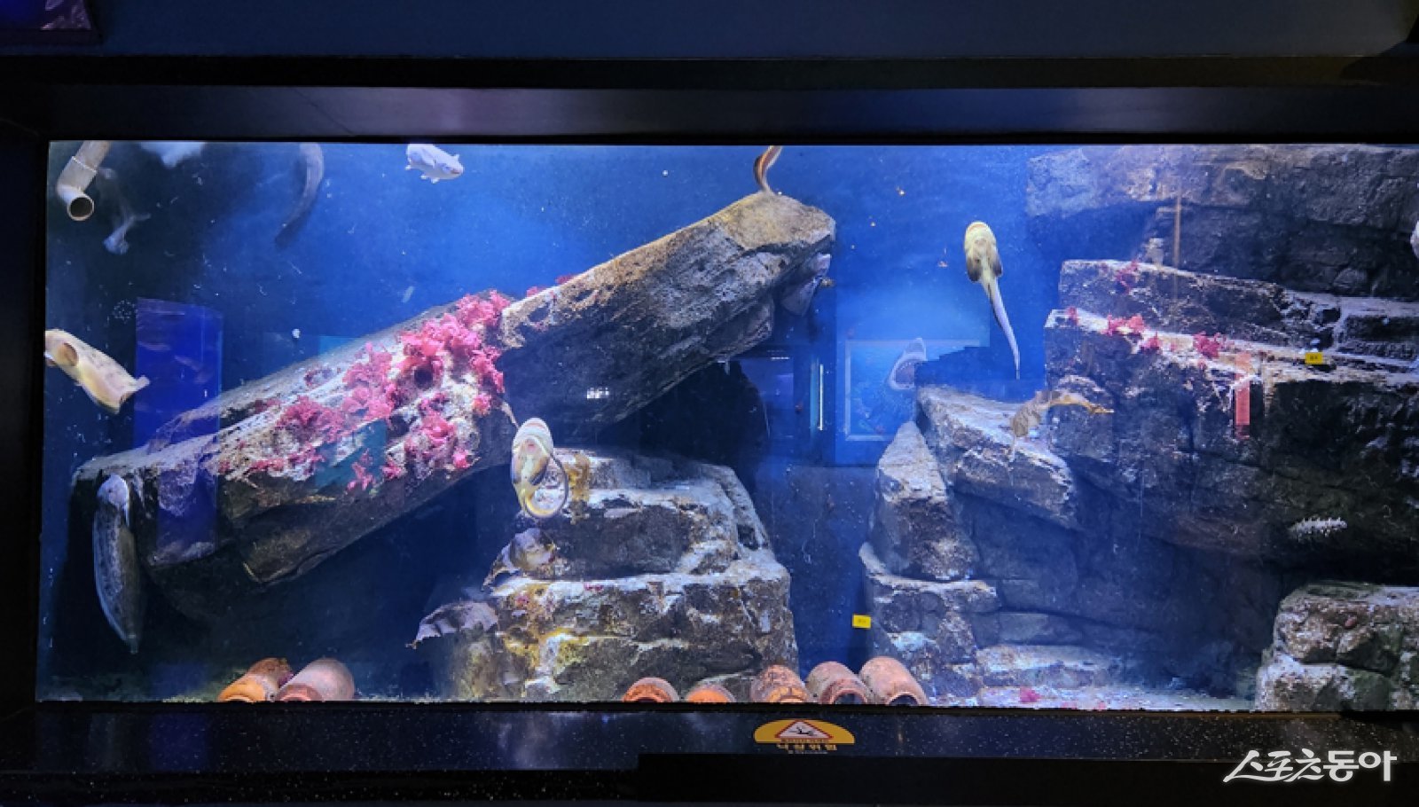 해양수산과학관 토산어종 전시- 꼼치. 사진제공｜전남도