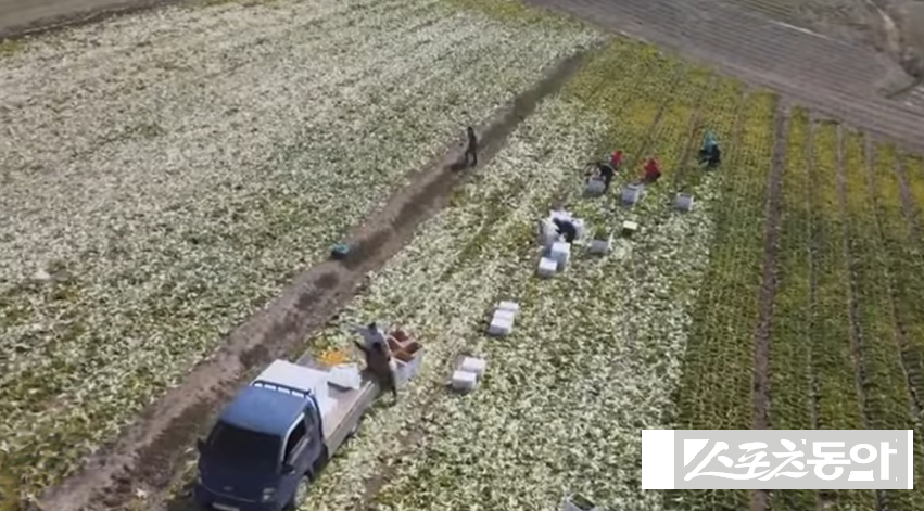 진도군의 대표 특산물 봄동이 본격적인 출하를 맞았다. 사진제공│독자제공