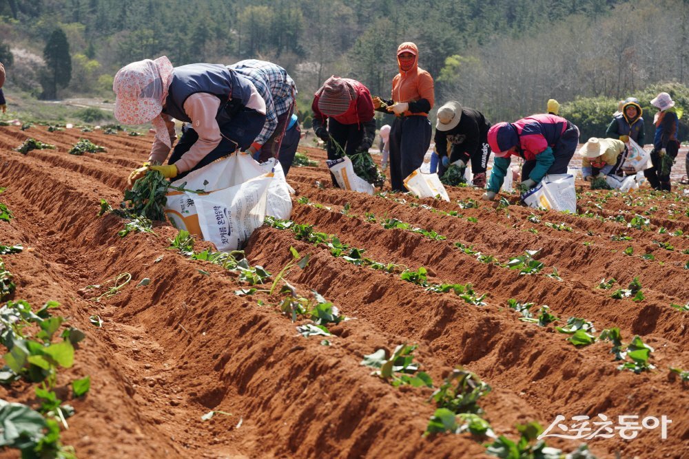 해남군은 본격적인 고구마 육묘시기를 맞아 고품질 고구마 생산을 위해 육묘용 씨고구마 선택과 파종 방법, 온습도 관리 등 올바른 육묘 방법을 지켜줄 것을 당부하고 있다. 사진제공│해남군